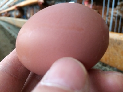 産みたて卵-卵(たまご)の話|社長のブログ | 大熊養鶏場
