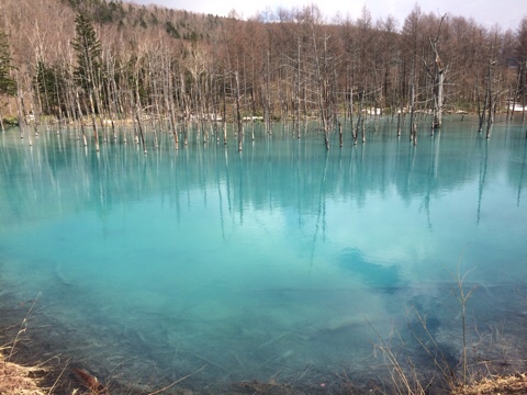 北海道美瑛町の青い池-その他のこと|社長のブログ | 大熊養鶏場