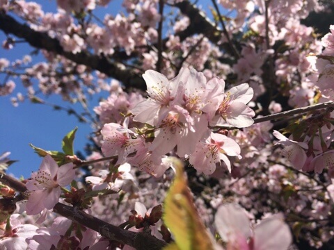 桜が満開-大熊養鶏場の話|社長のブログ | 大熊養鶏場
