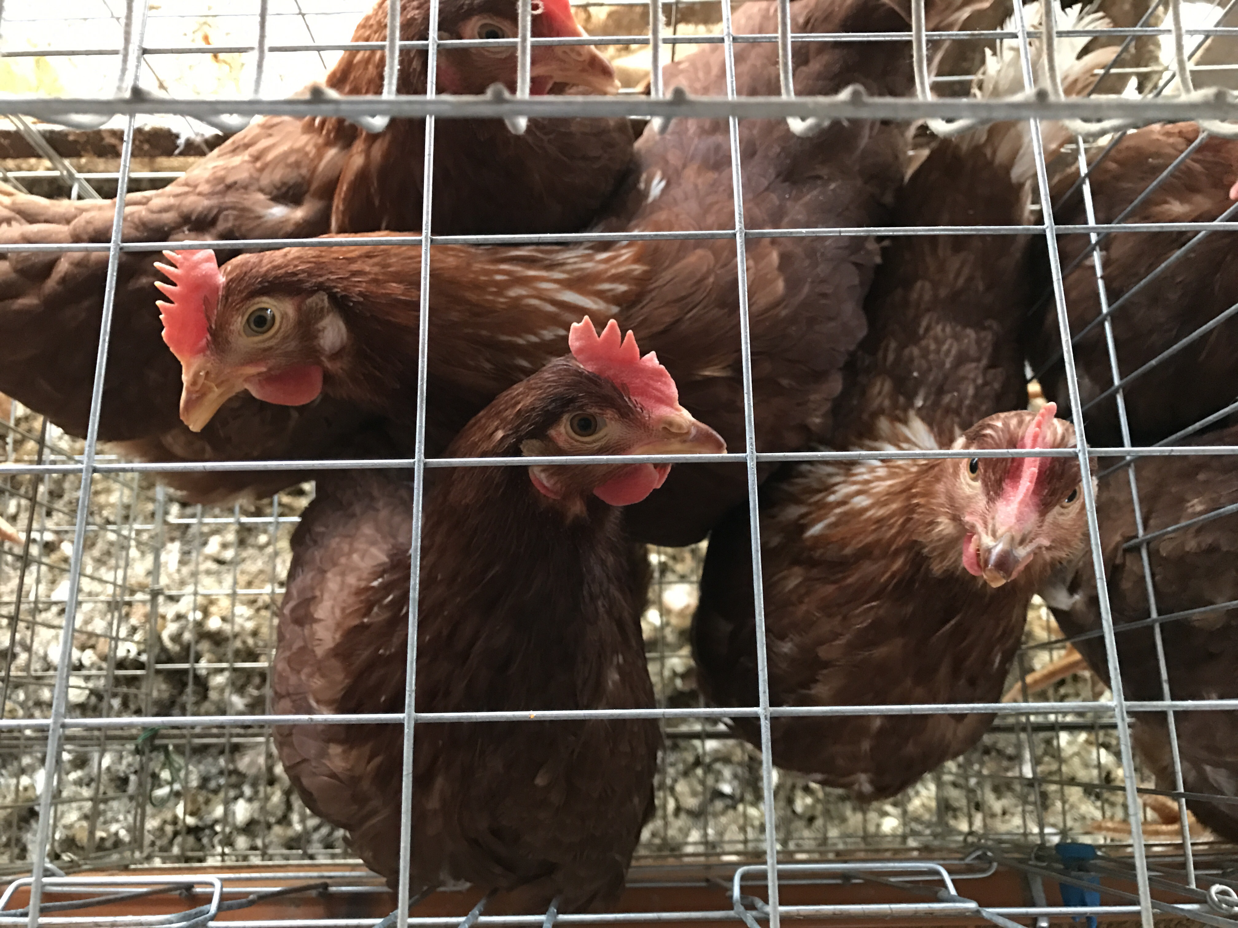 小さな卵を産んで成長中-大熊養鶏場の話|社長のブログ | 大熊養鶏場