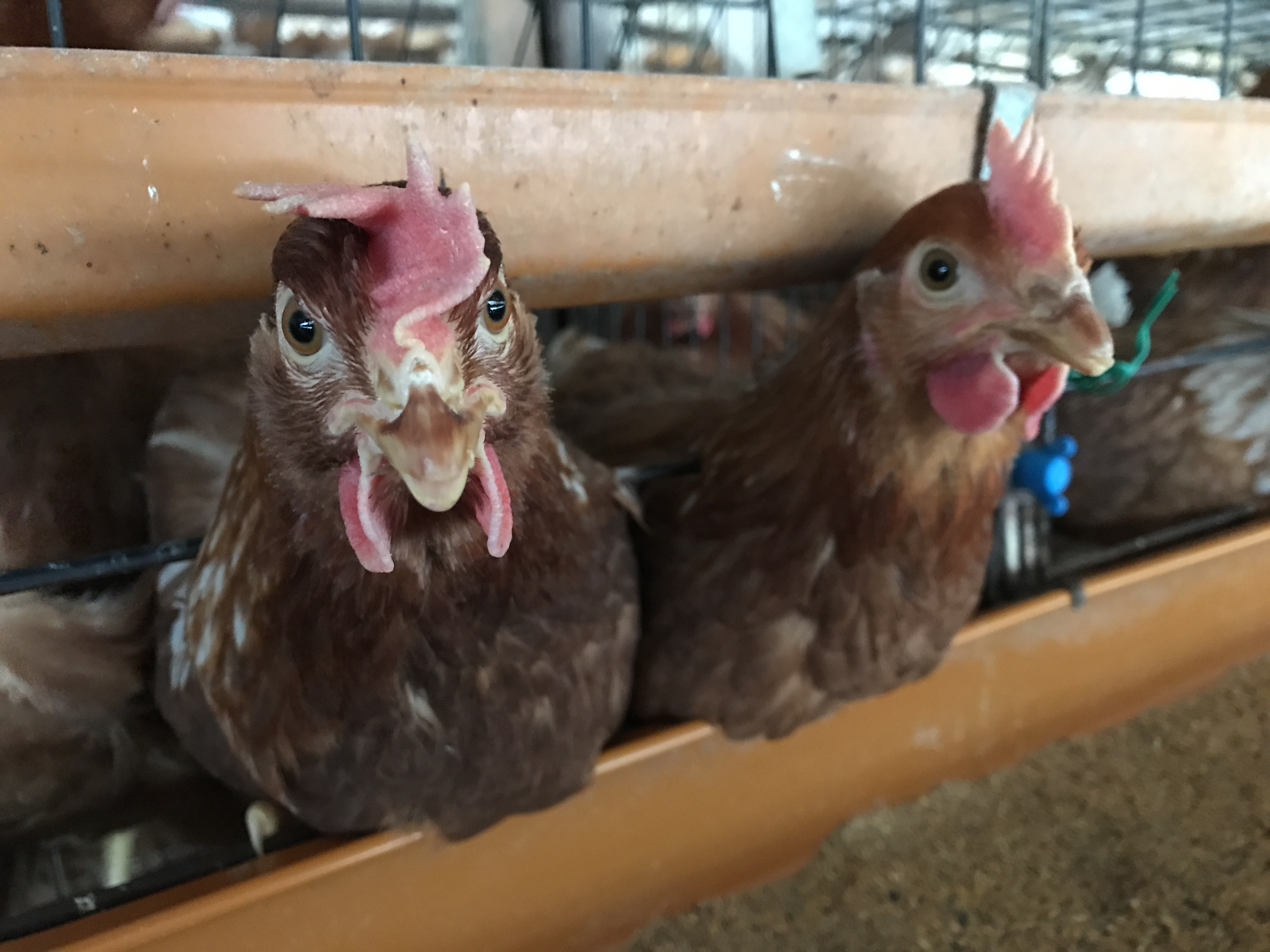 新しく来た鶏と産んだ卵-大熊養鶏場の話|社長のブログ | 大熊養鶏場