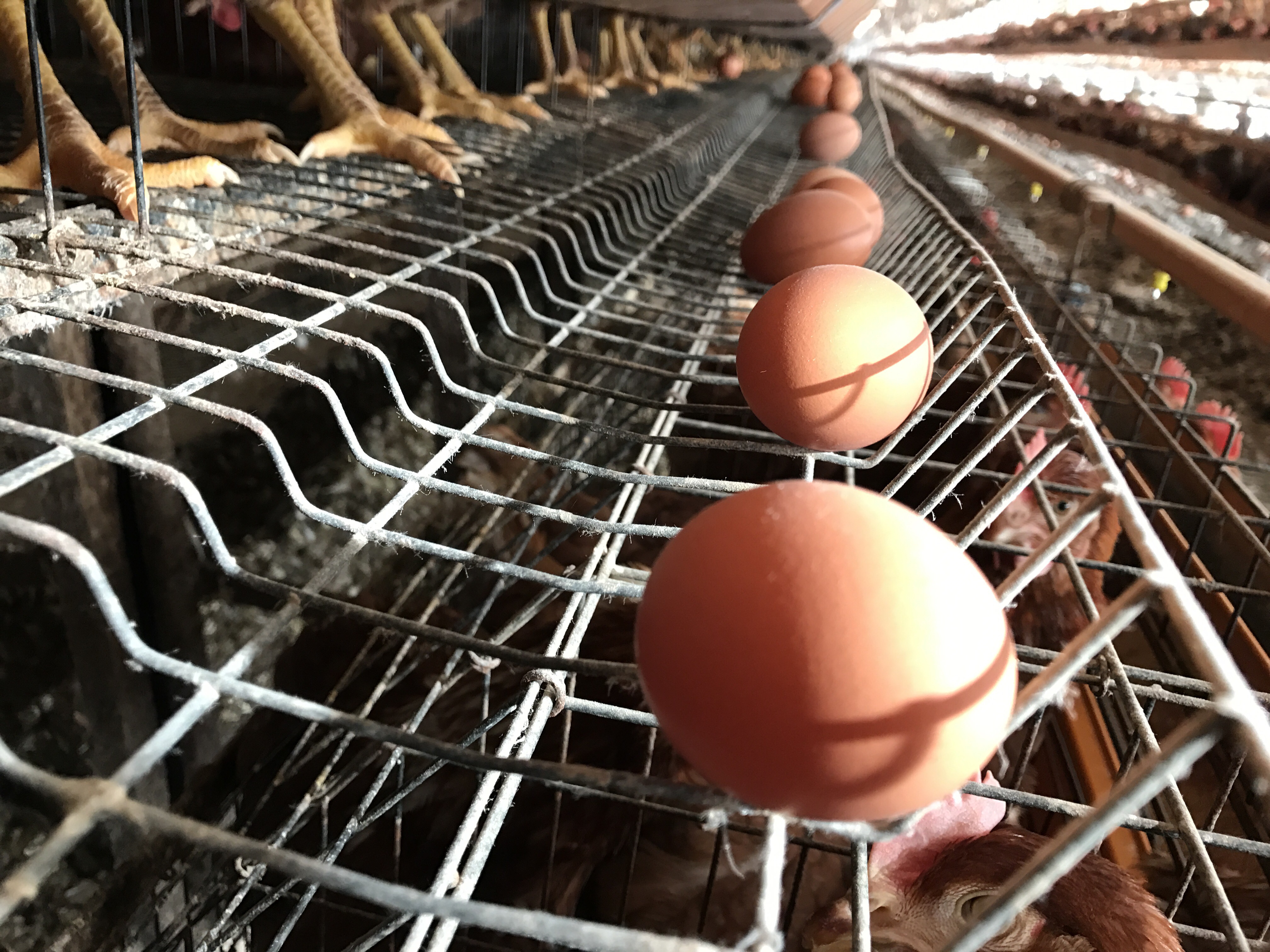 大寒の卵を食べて運気上昇-卵(たまご)の話|社長のブログ | 大熊養鶏場