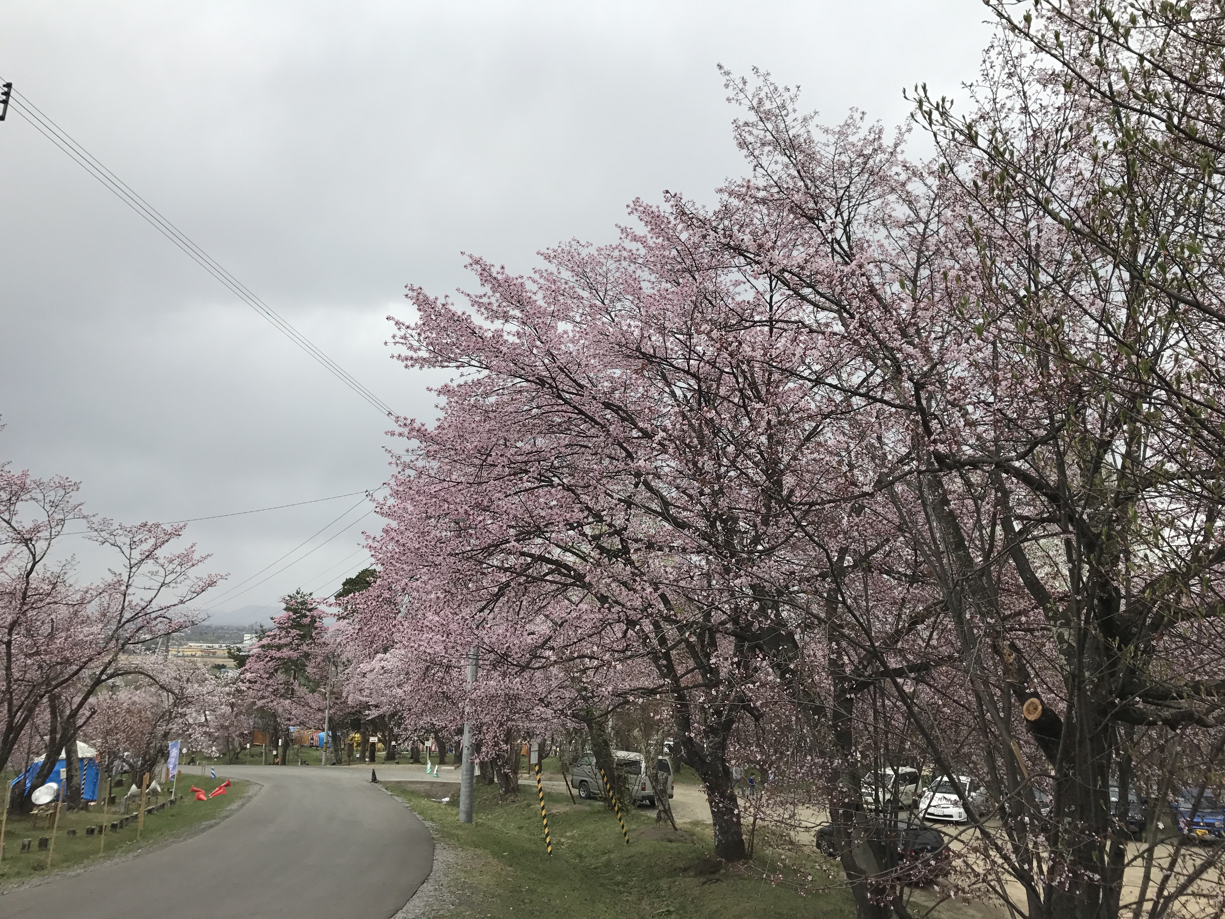 旭山公園の桜が綺麗に咲いていた-ブログ|社長のブログ | 大熊養鶏場