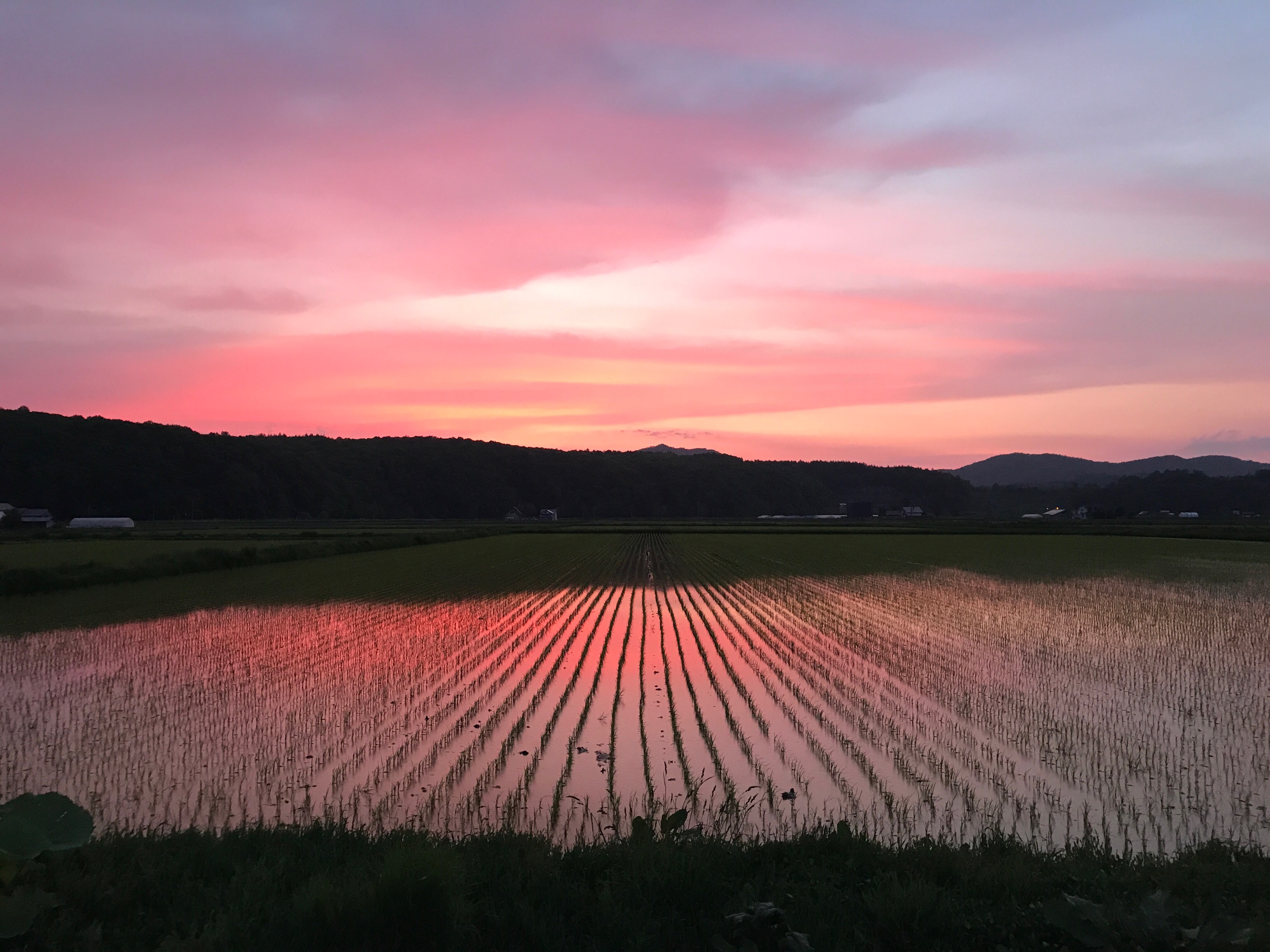 田んぼにも映った赤い夕焼けが綺麗-比布町内から見た風景|社長のブログ | 大熊養鶏場