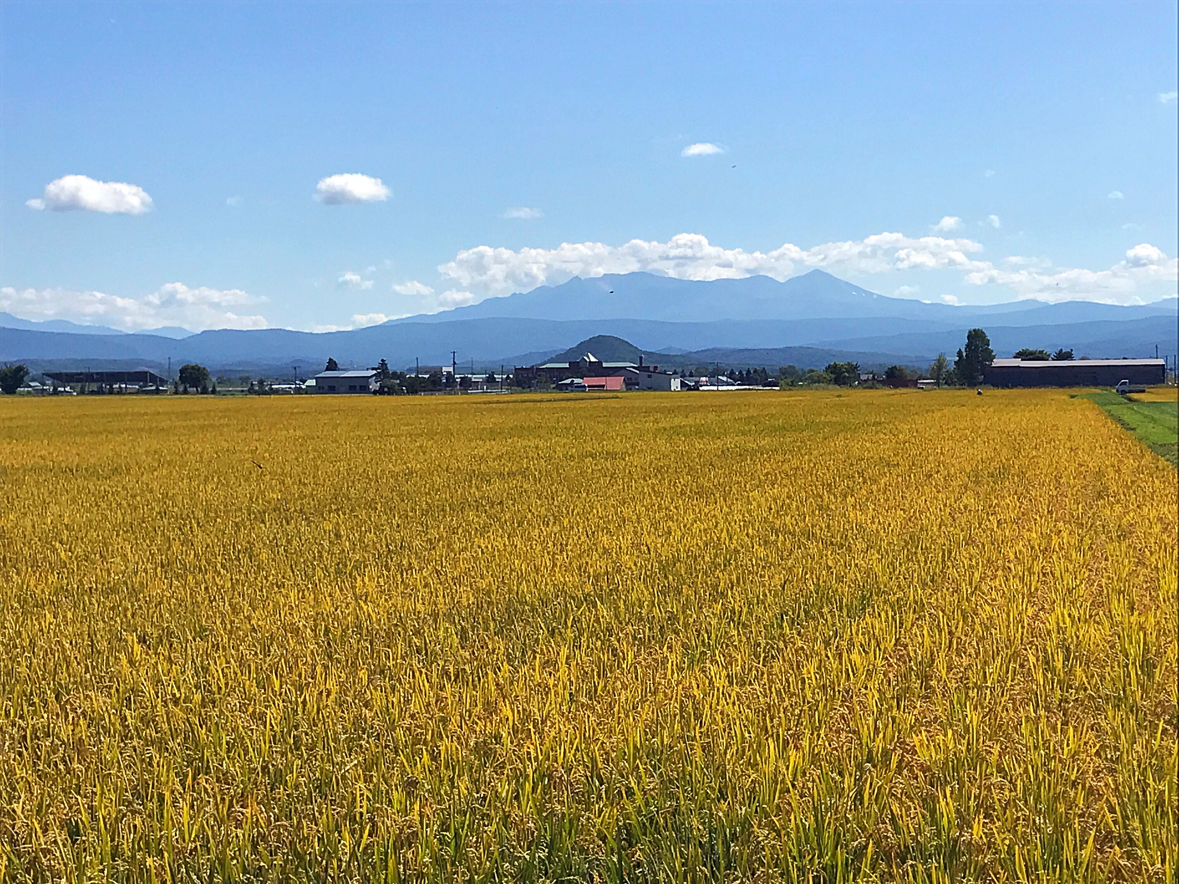 黄金色の稲と大雪山が輝いてるぴっぷ-比布町内から見た風景|社長のブログ | 大熊養鶏場