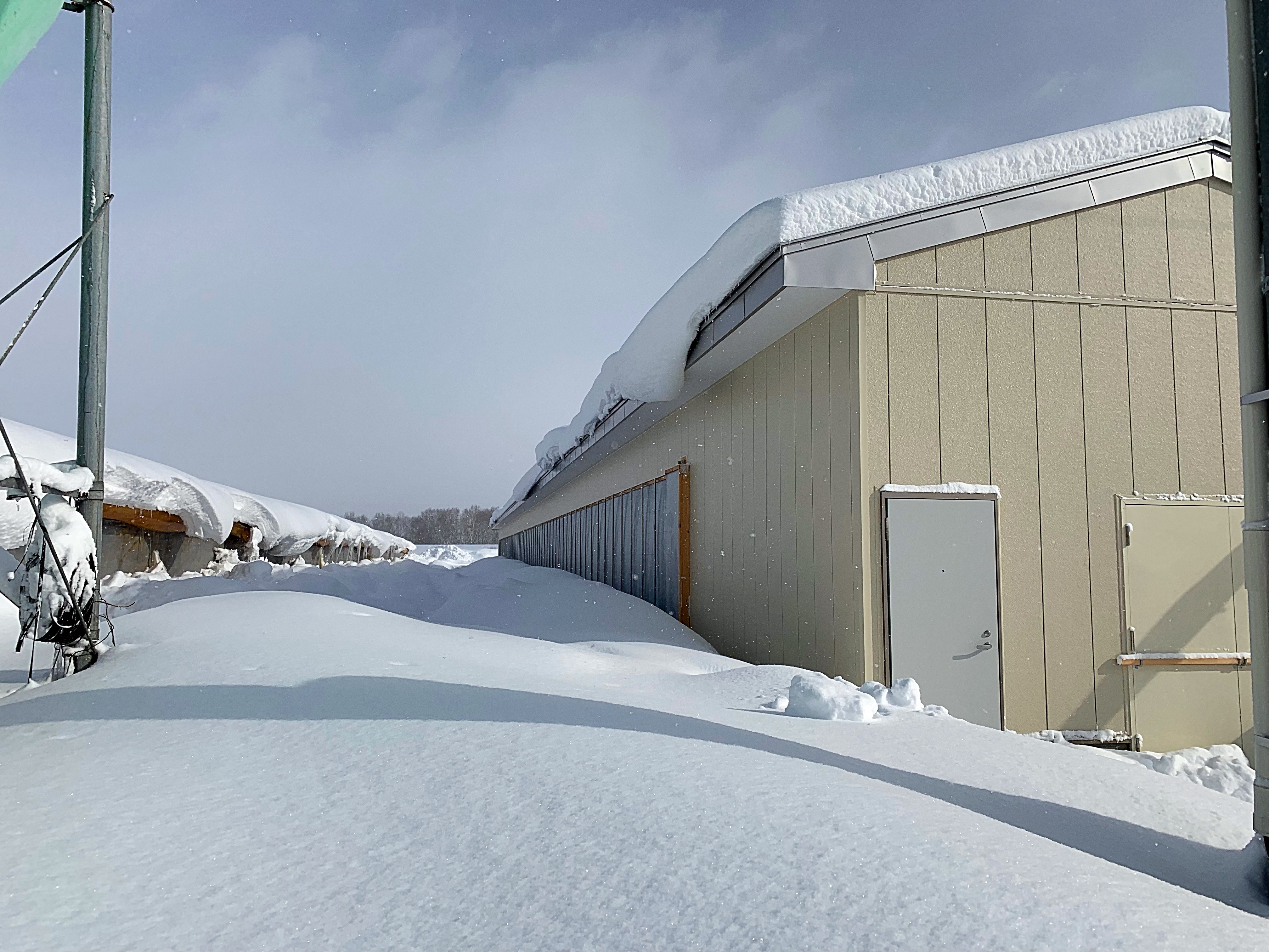 昨日の暴風雪により、降雪量が一気に多くなった。-大熊養鶏場の話|社長のブログ | 大熊養鶏場